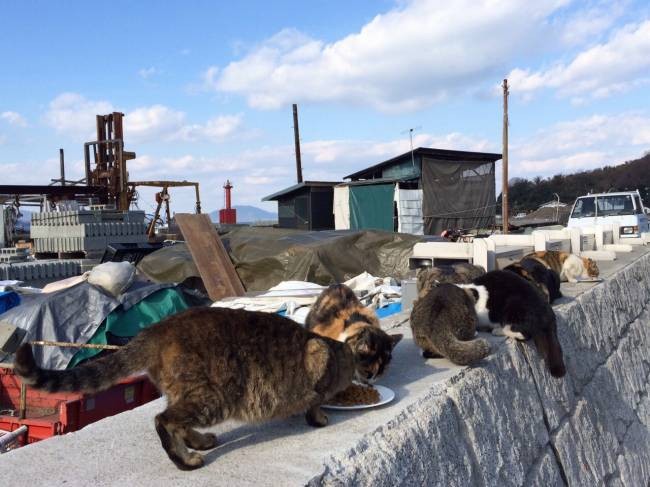 真鍋島の猫たち